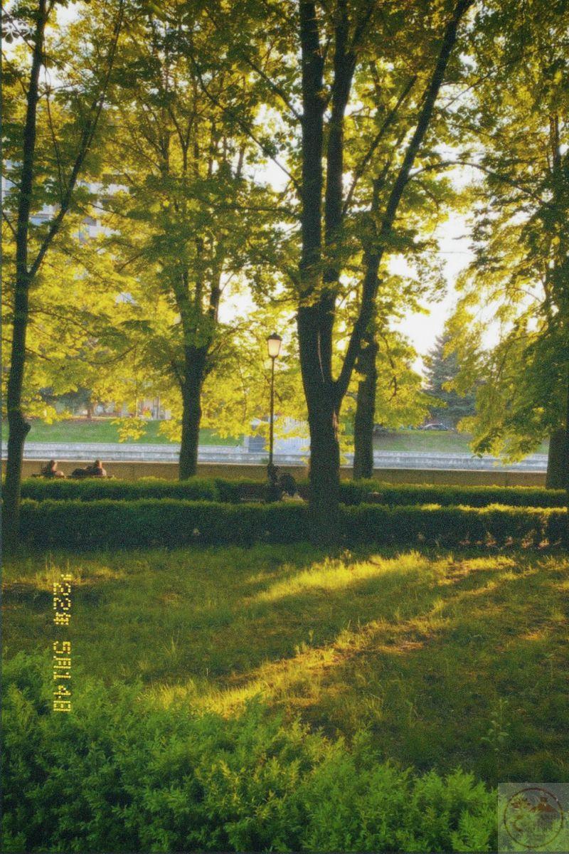 Thiên nhiên hình ảnh cây xanh đẹp nhất