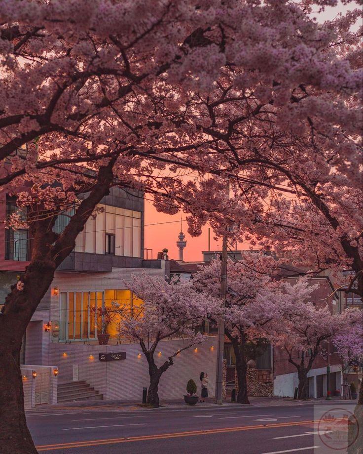 Tán xanh che chở gợi ra sự bình an và nguồn năng lượng tích cực