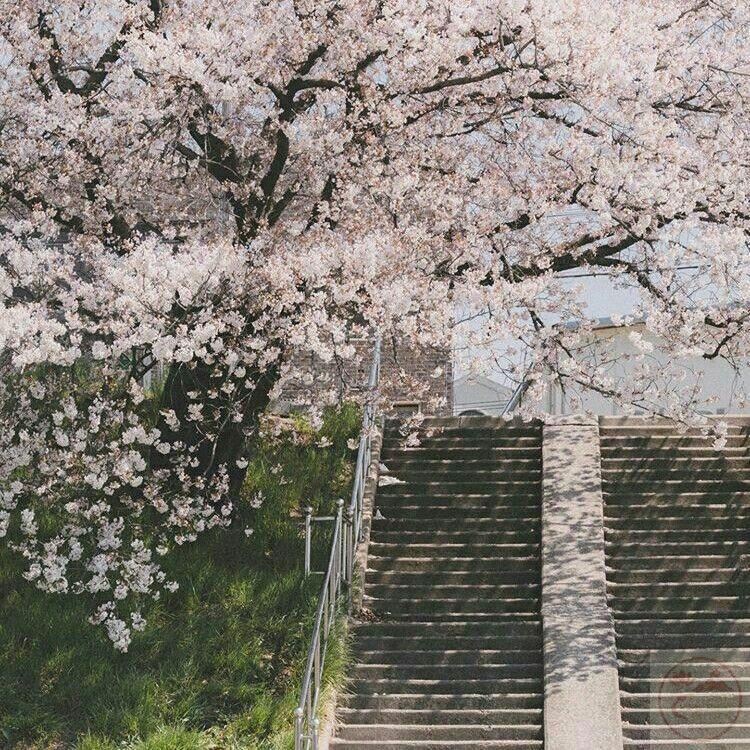 Màu lá dịu dàng đem tới một khoảng nghỉ ngơi thật tự nhiên cho suy nghĩ