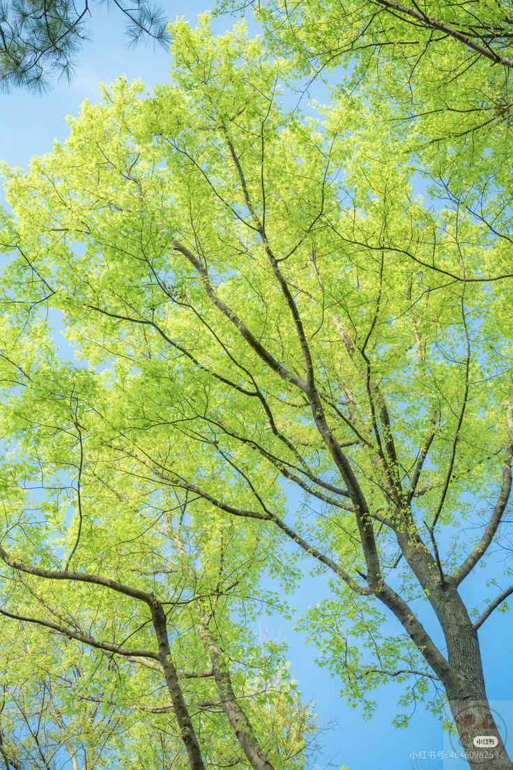 Ảnh cây cối chill