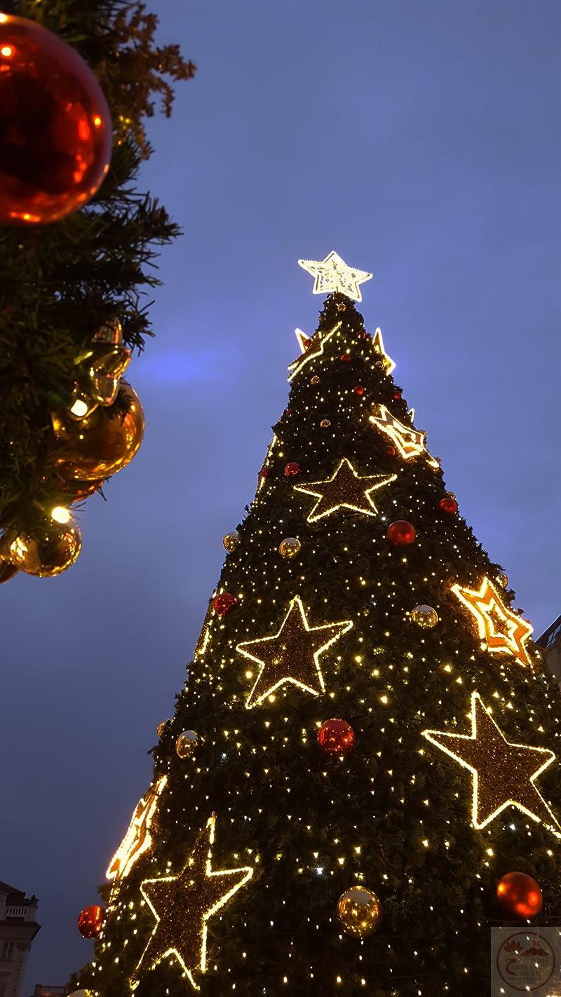 Cây thông đứng lặng lẽ nhưng mang đến nguồn năng lượng tinh khôi