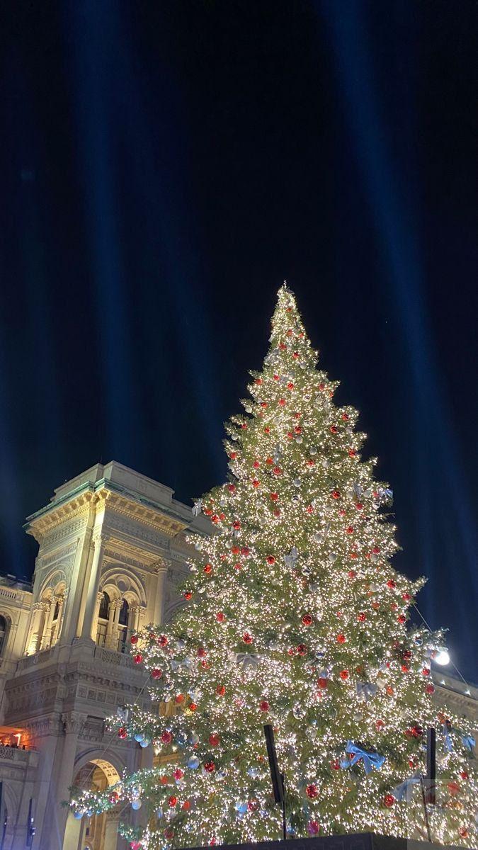 Cây thông gợi nhắc cảm giác an lành và những phút giây đầy thư thái