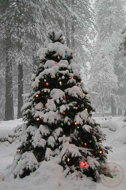 Màu xanh cây thông gợi mở một khoảng lặng đầy sự yên bình