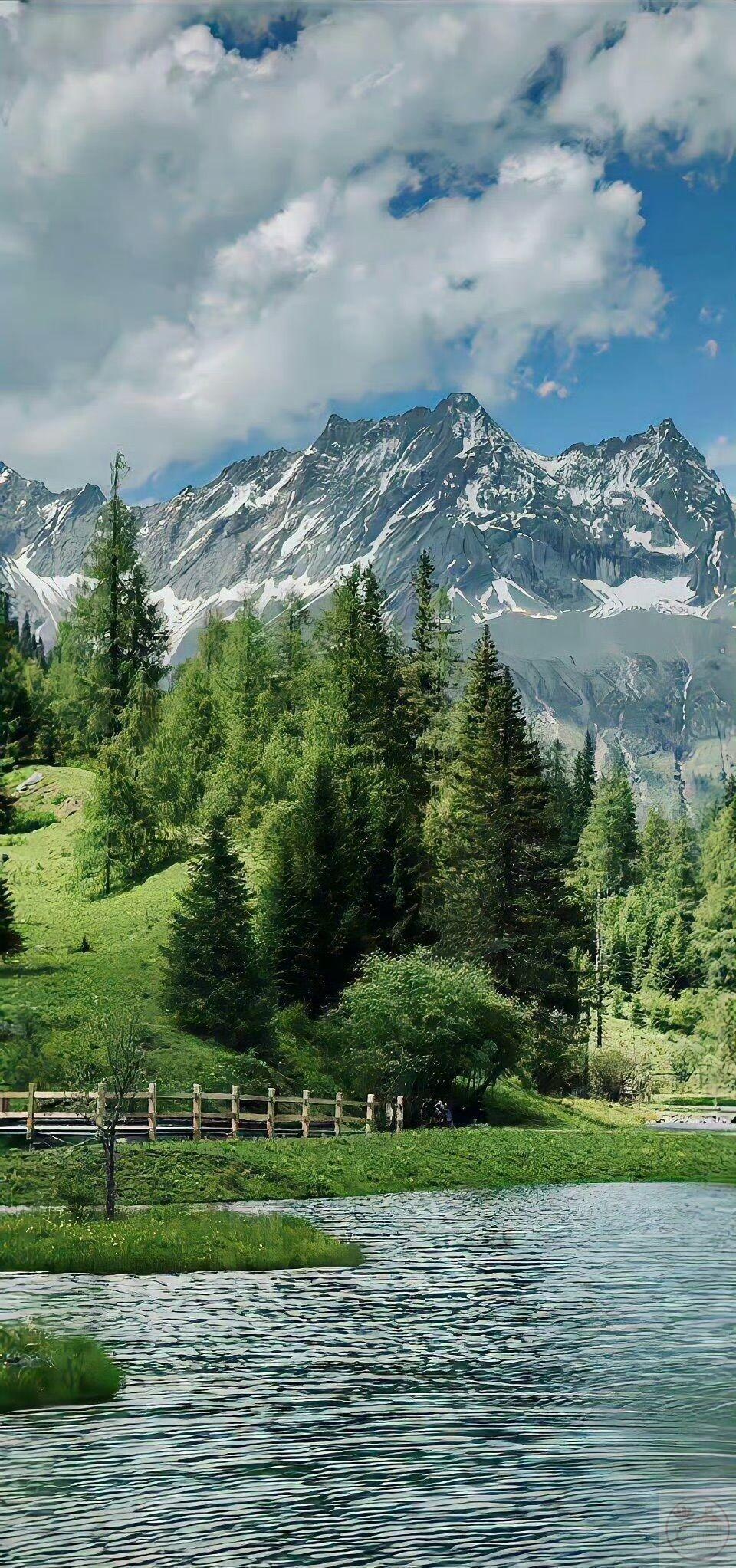 Hình nền cây xanh thiên nhiên