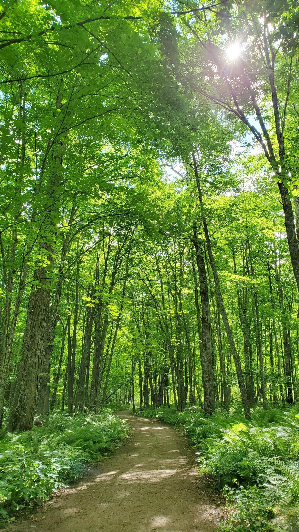 Niềm vui giản đơn xuất hiện khi ngắm nhìn không gian xanh chan hòa