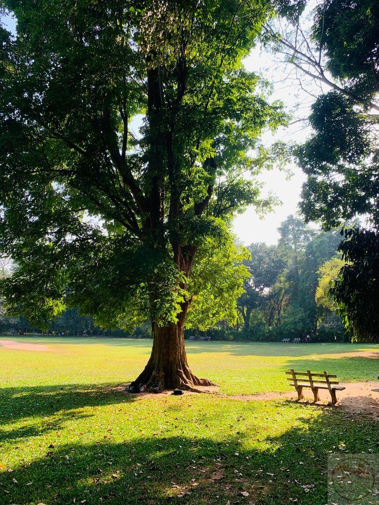 Ảnh cây xanh chill