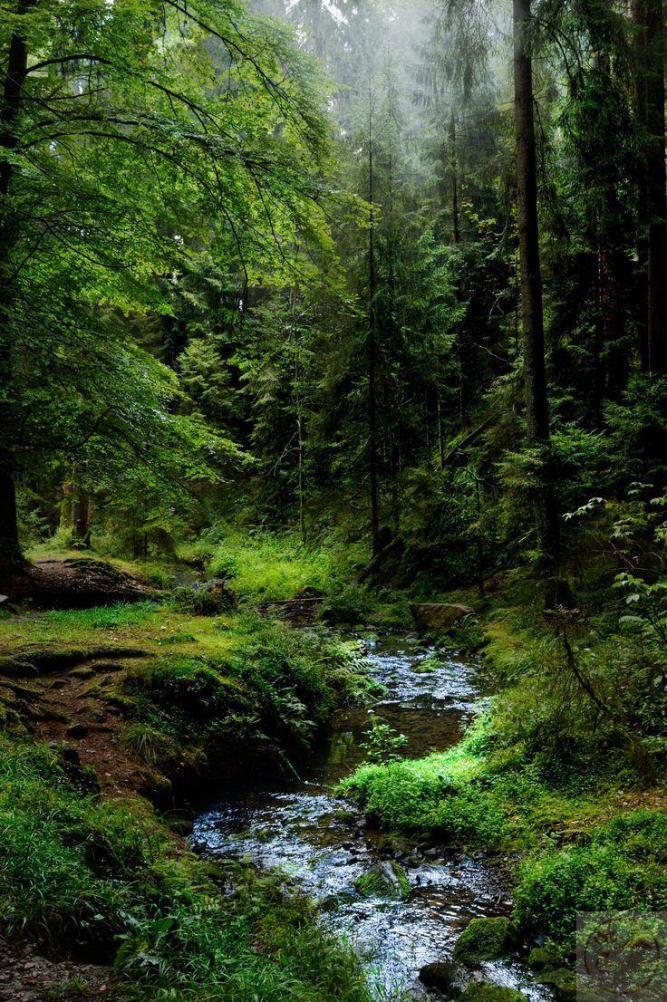 Bầu không khí yên bình lan tỏa từ sự hiện diện của rừng cây