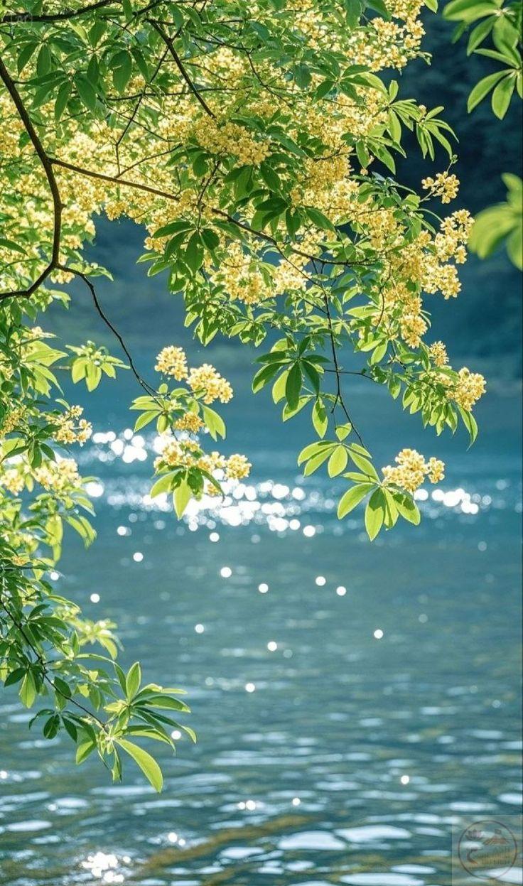 Ảnh cây xanh thiên nhiên