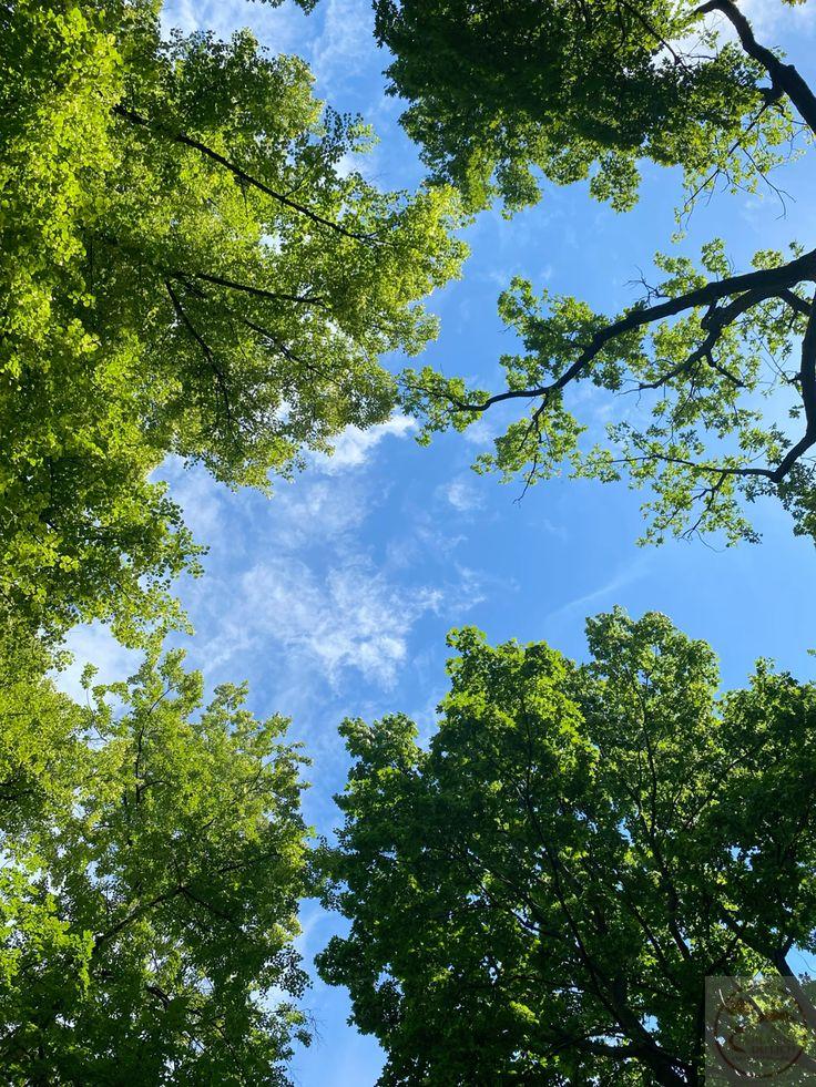 Ảnh chill cây cối