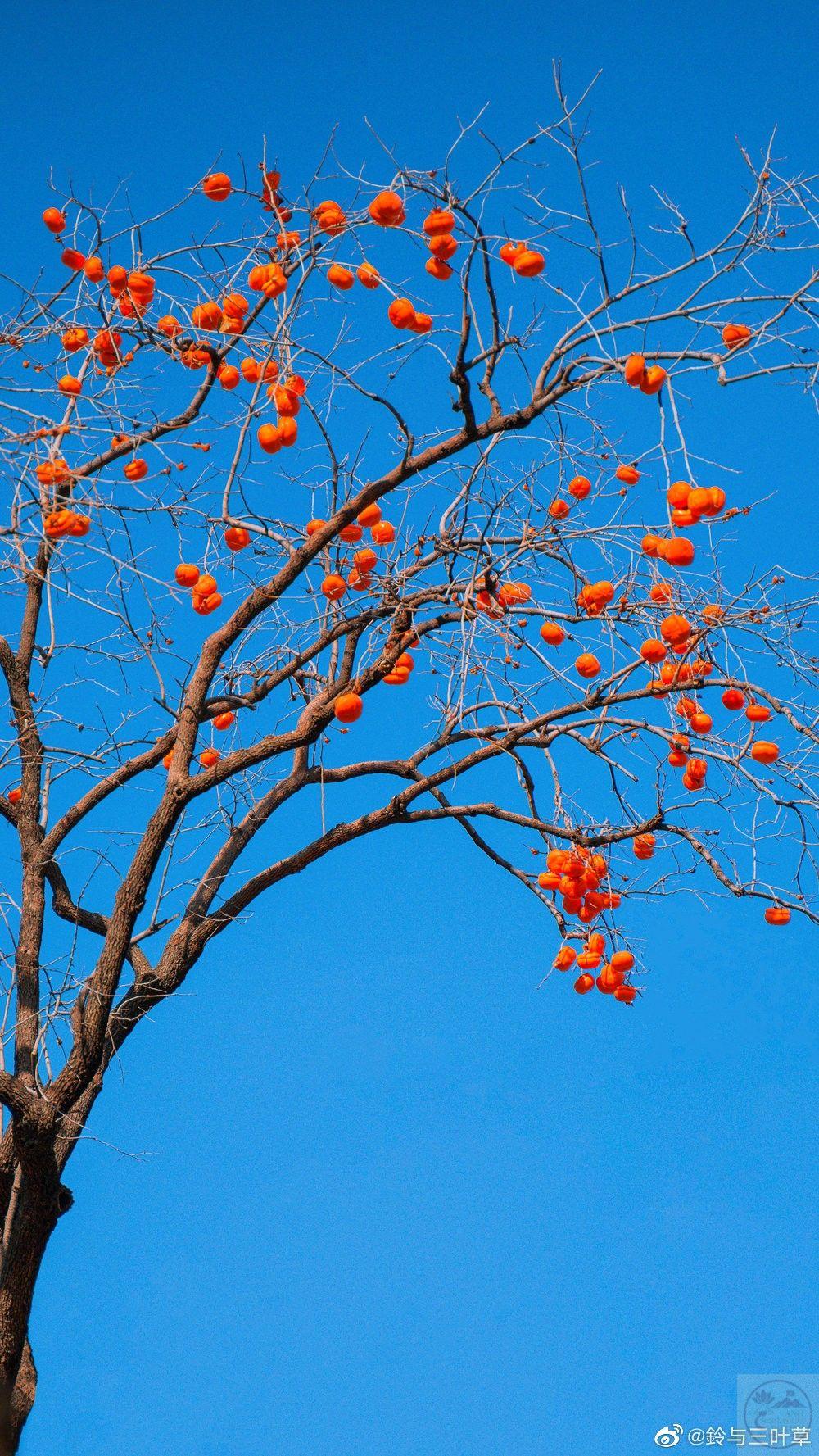 Hình ảnh cây xanh đẹp nhất