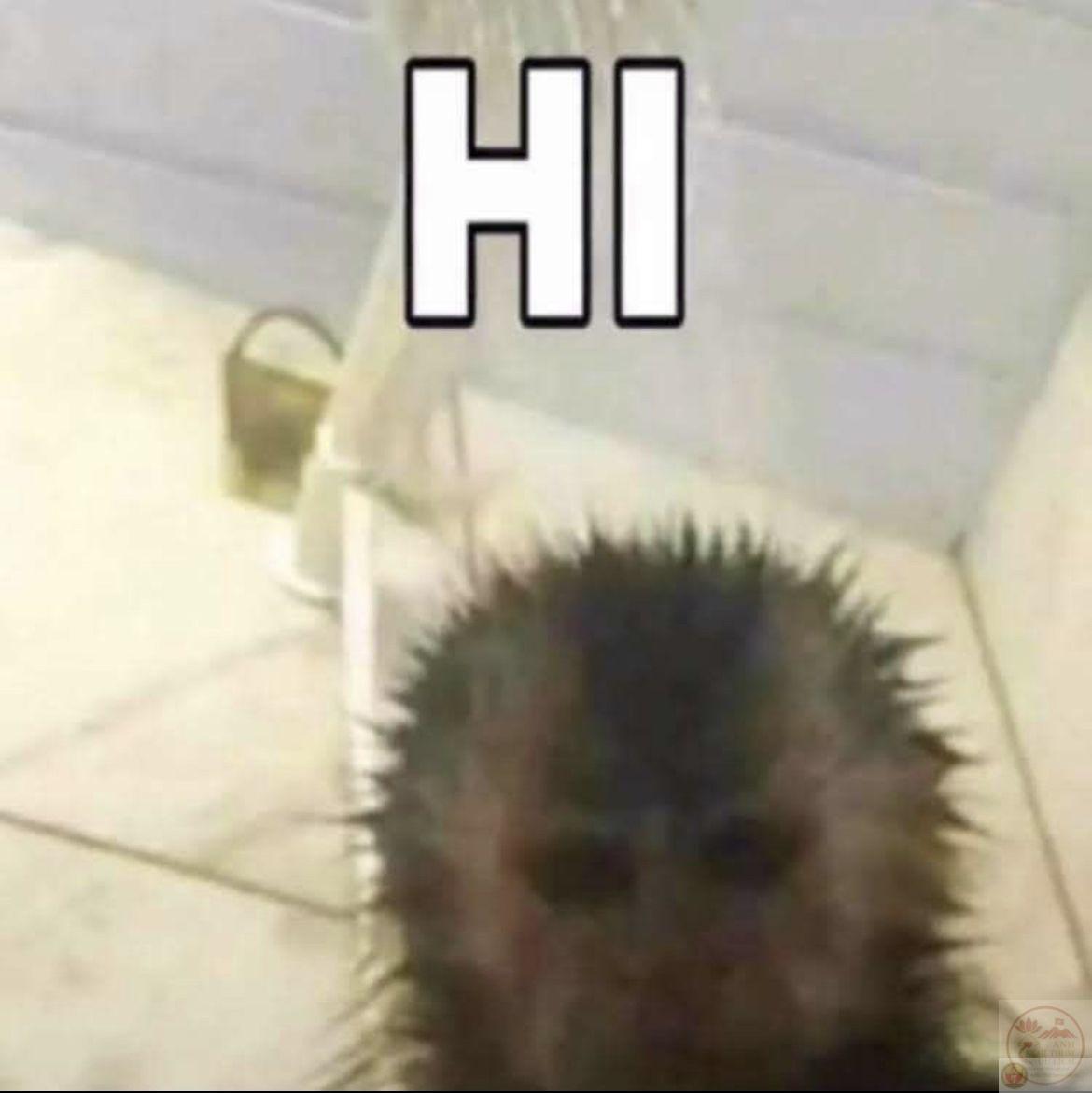 Hình chế hello thường tạo hiệu ứng mạnh nhờ sự kết hợp giữa chữ và biểu cảm