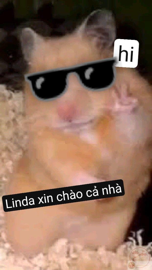 Ảnh meme xin chào