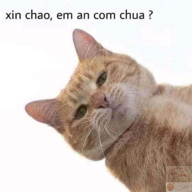 Meme xin chào hài hước thường khiến người nhận bất ngờ và bật cười thoải mái