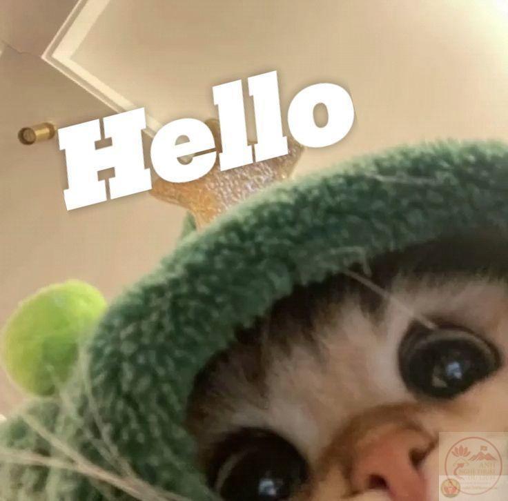 Hình ảnh xin chào vui nhộn luôn tạo cảm giác gần gũi ngay từ tin nhắn đầu tiên