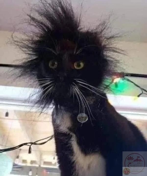 chích điện meme 13