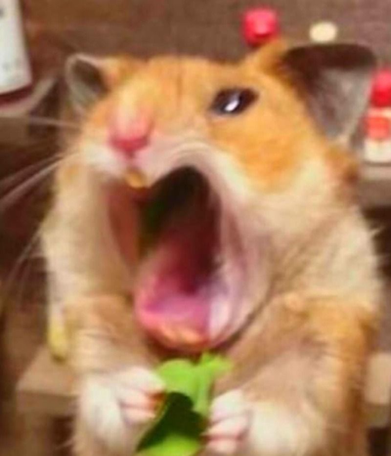 Meme con chuột hét