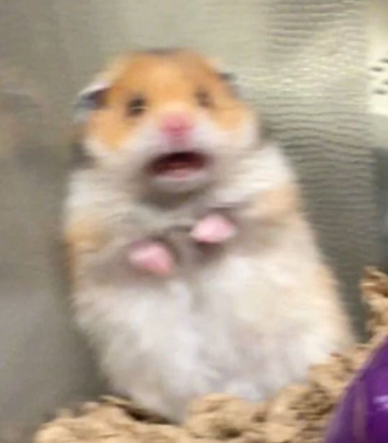 Meme con chuột hét