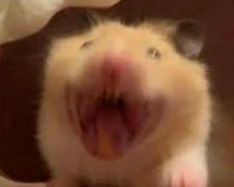 Meme con chuột hét