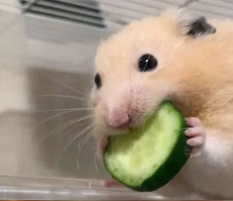 Hình ảnh meme chuột khác