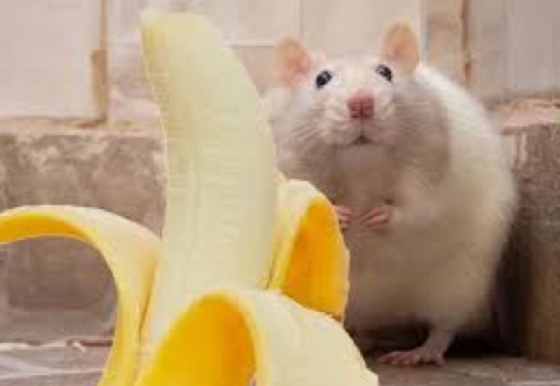 Hình ảnh meme chuột khác