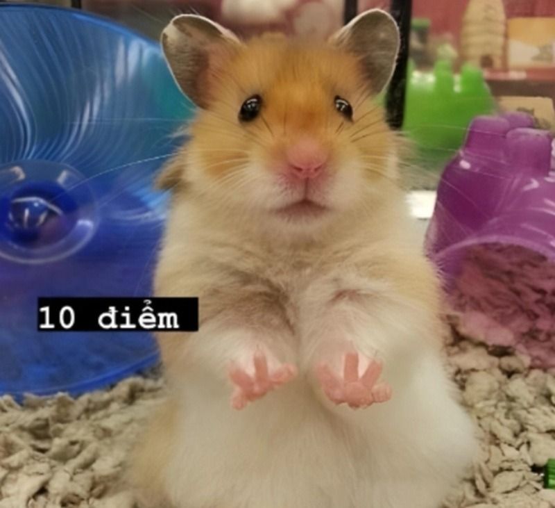 Meme chuột hamster