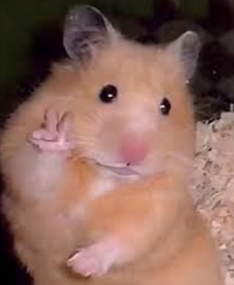Meme chuột hamster