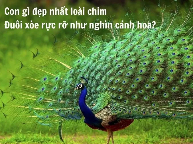 cau-do-ve-con-vat-voh-2