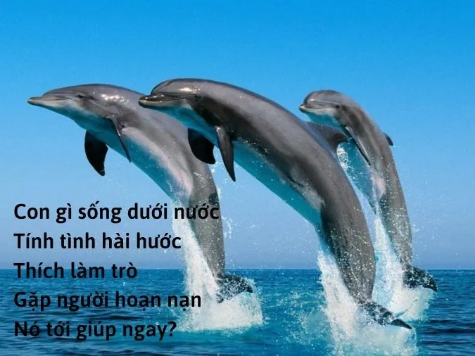 cau-do-ve-con-vat-voh-3