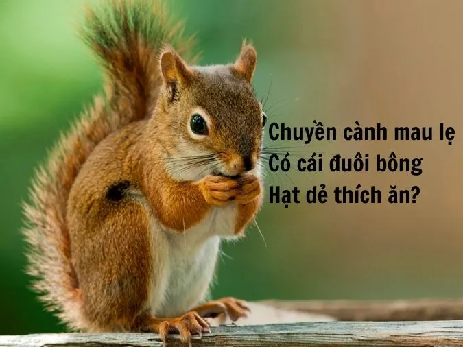 cau-do-ve-con-vat-voh-4