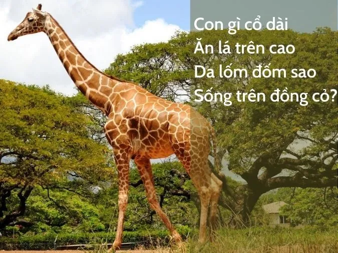 cau-do-ve-con-vat-voh-5