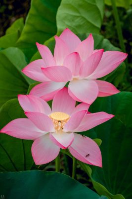 Khám phá 5 đầm sen đẹp nhất Hà Nội