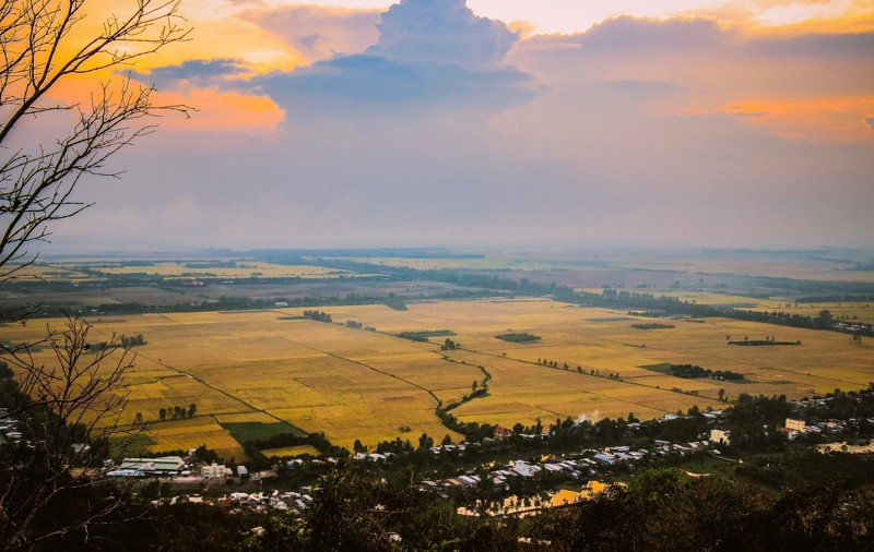 canh-dong-lua-chin-o-an-giang