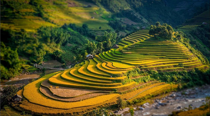 canh-dong-lua-chin-o-yen-bai-01