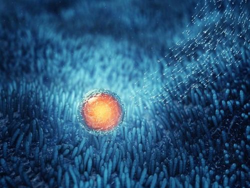 Lượng FSH tăng cao kích thích sự rụng trứng