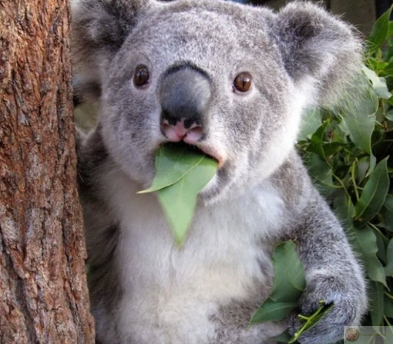 Biểu cảm ngạc nhiên đáng yêu của chú gấu túi