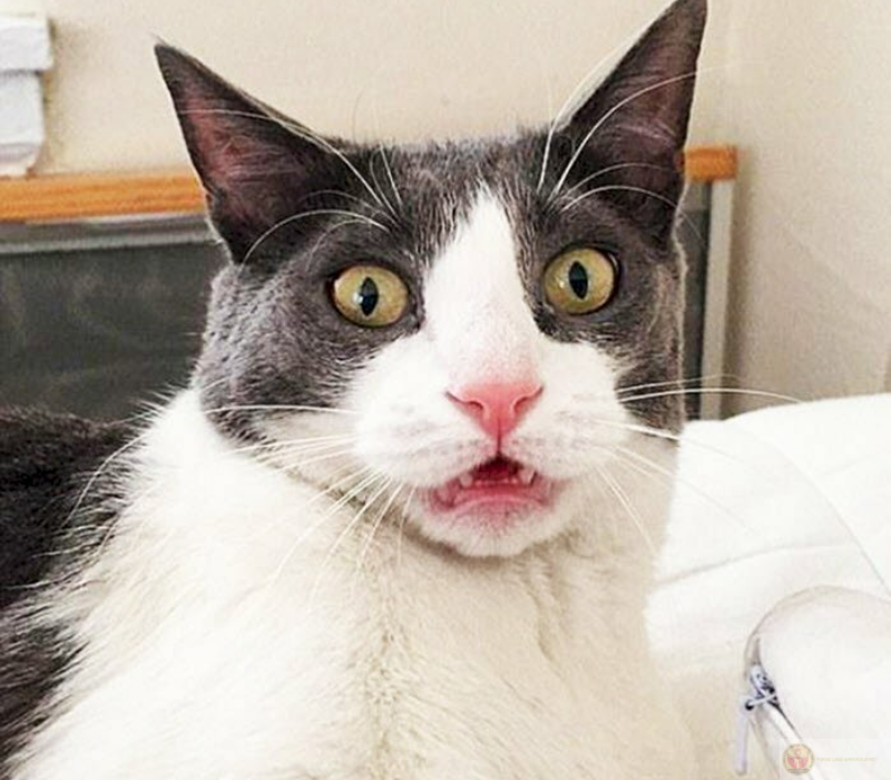 Meme ngạc nhiên khi thấy crush tym story