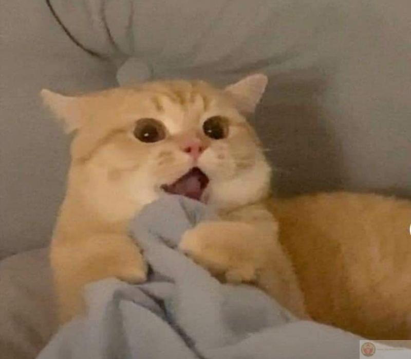 Meme mèo ngạc nhiên cute siêu dễ thương