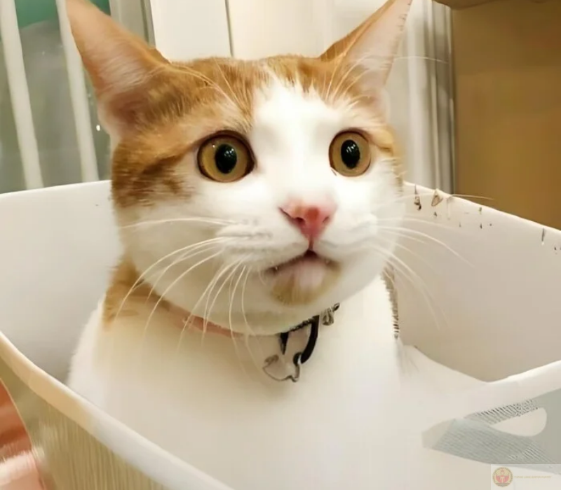 Thực tập sinh khi bị sếp gọi đột ngột trong buổi họp quan trọng khiến căng thẳng