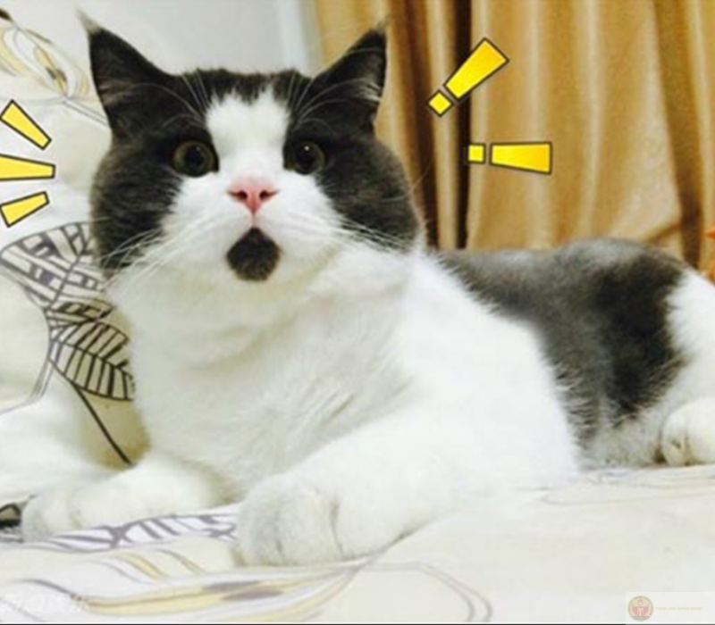 Hình ảnh ngạc nhiên hài hước trending TikTok