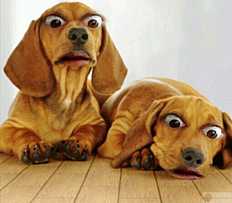 Tôi và bạn thân khi nghe tin idol sắp đến Việt Nam với cảm xúc không thể tả