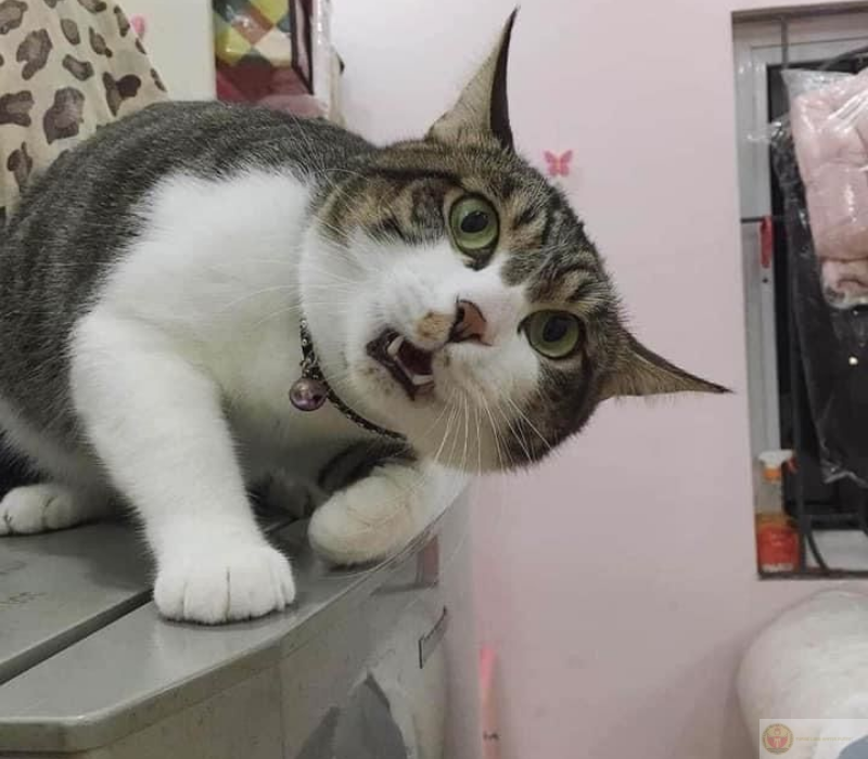 Ảnh meme ngạc nhiên cute đáng yêu