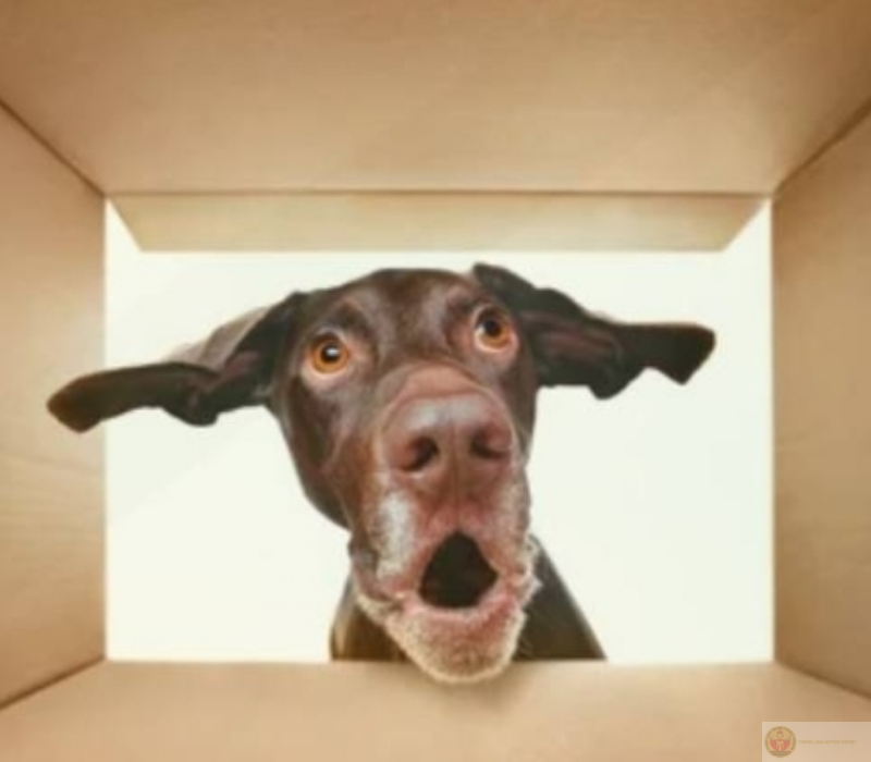 Chú chó gây sốt bới biểu cảm ngạc nhiên chất lừ