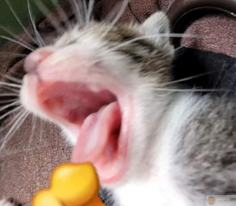 Hình ảnh ngạc nhiên chỉ tay hài hước khiến dân mạng thích thú