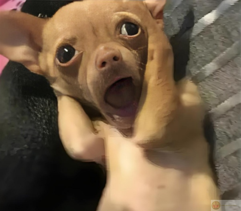 meme ôm đầu ngạc nhiên hài hước