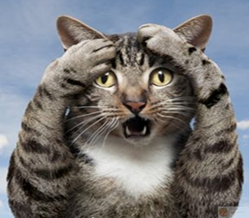 Biểu tượng mèo ngạc nhiên ôm đầu hài hước trong giới trẻ