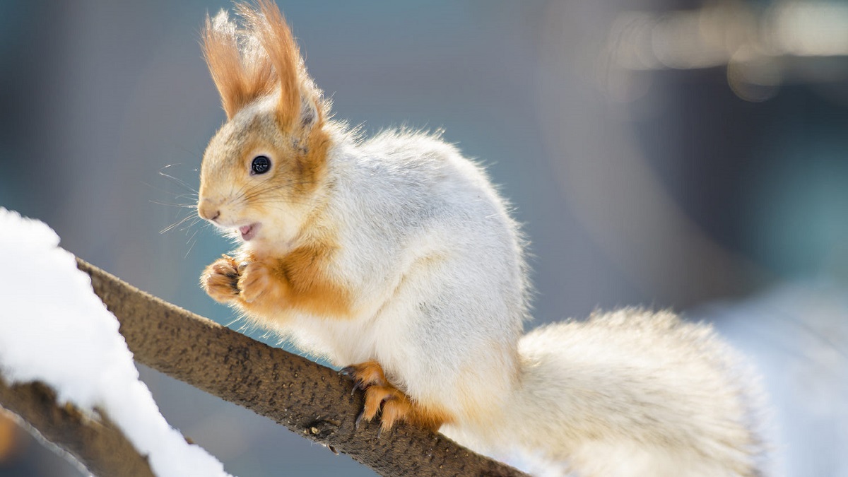 Background cute thỏ con dễ thương