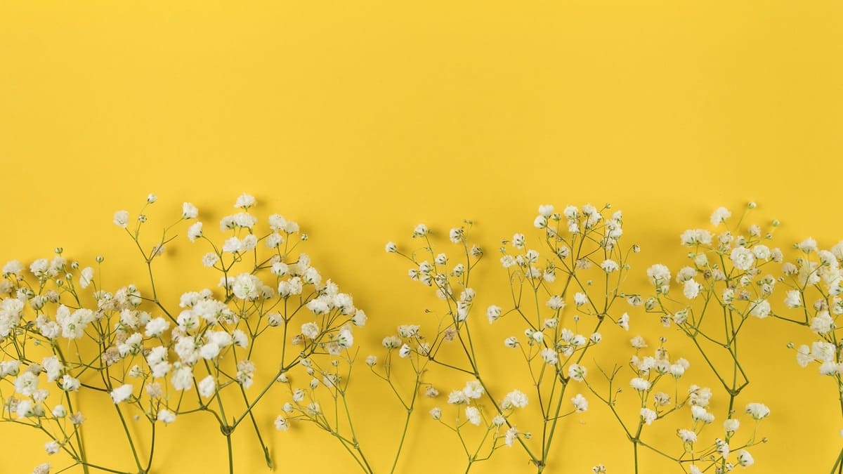 Background cute hoa nhí đẹp, xinh xắn