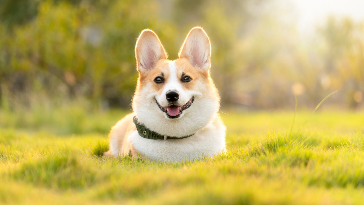 Background cute lợn con xinh xắn, dễ thương