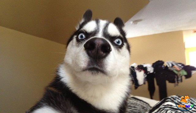 Hình Ảnh Chó Ngáo