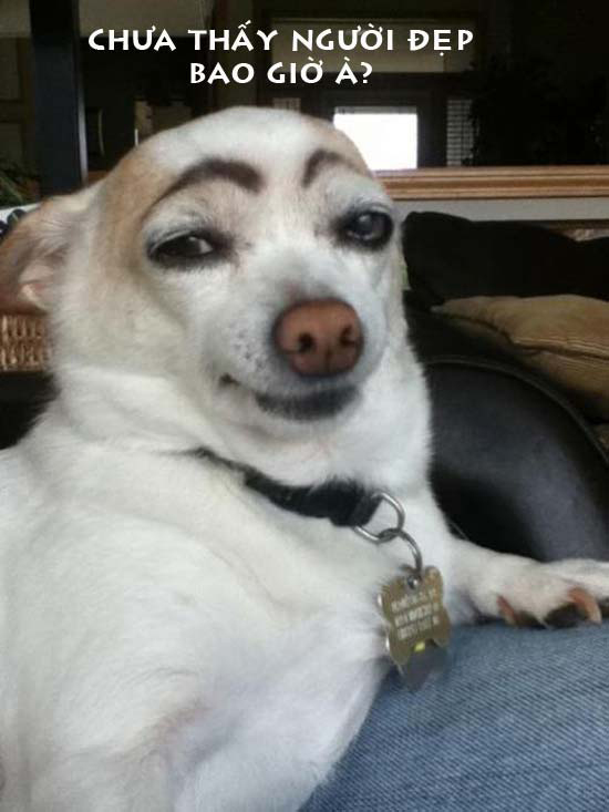 Hình Ảnh Chó Ngáo